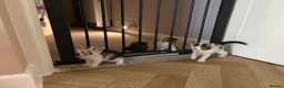 Mixed Breed cats for sale: Beautiful Kittens for sale in Reading - Advert 11