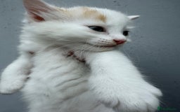 Mixed Breed cats for sale: A kitten - Image 1