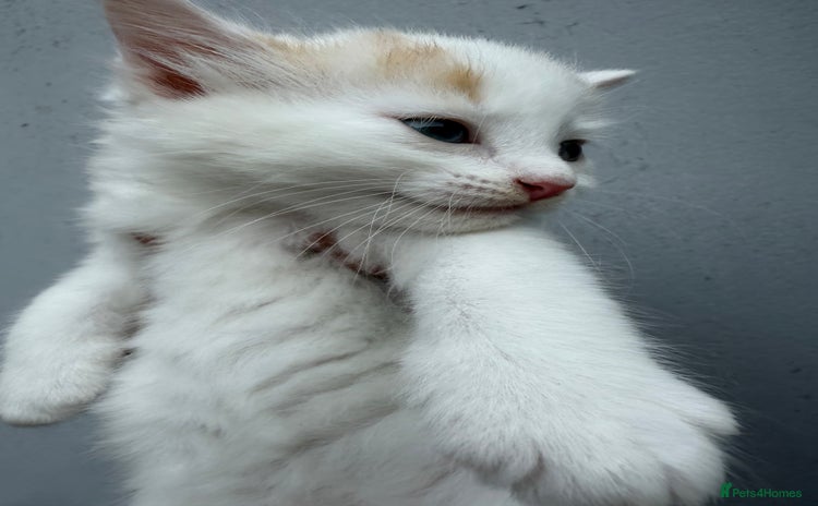 Mixed Breed cats - Advert 1