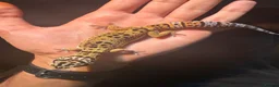 Leopard Gecko reptiles for sale: Normal Leopard Gecko - Advert 3