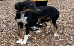 Saluki dogs for adoption: Adorable pup Roxy wants a loving forever home - Image 1