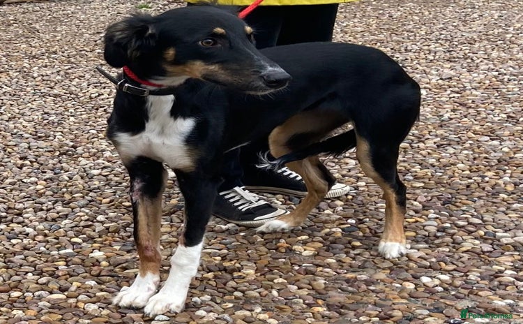 Saluki dogs - Advert 1