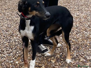 Saluki dogs - Advert 9