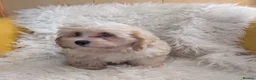 Mixed Breed dogs for sale: Adorable, dachshund/schnauzer/shichon x  in Margate - Advert 3