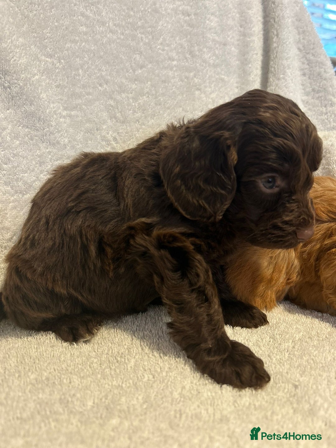 Cockapoo dogs for sale: Beautiful cockapoo puppies  - Advert 10