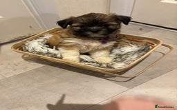Lhasa Apso dogs for sale: Full bred Lhasa apso puppies  - Advert 14