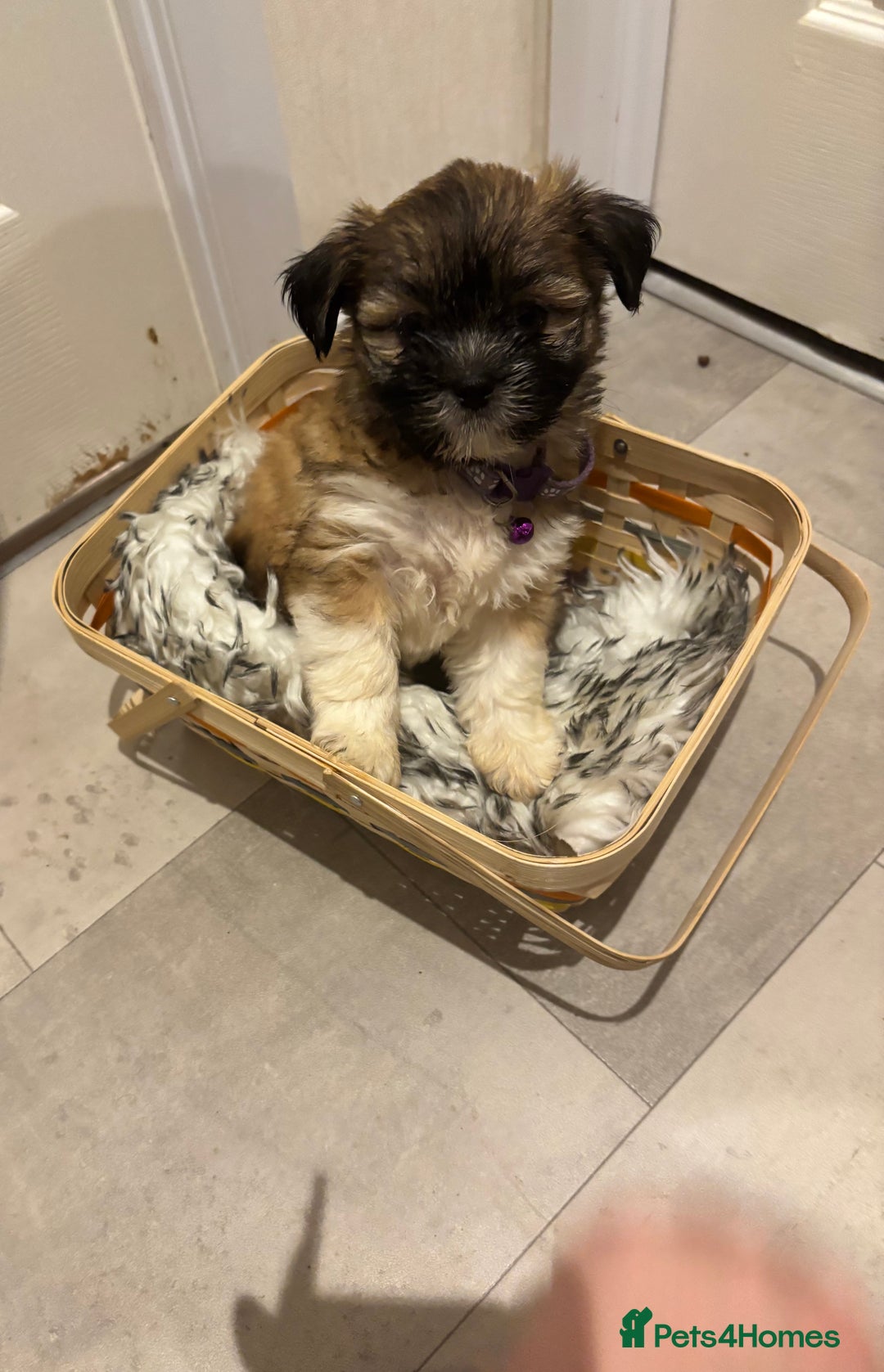 Lhasa Apso dogs for sale: Full bred Lhasa apso puppies  - Advert 14
