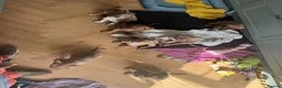 Mixed Breed dogs for sale: Staffweilers F5 exotic colours co/co dd bb  in London - Advert 13