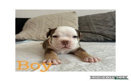 Olde English Bulldogge dogs for sale: 7 olde English bulldogs puppies - Image 4