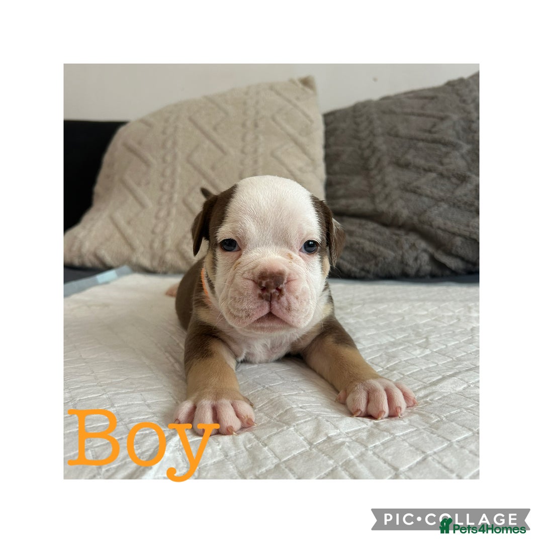 Olde English Bulldogge dogs for sale: 7 olde English bulldogs puppies - Image 4