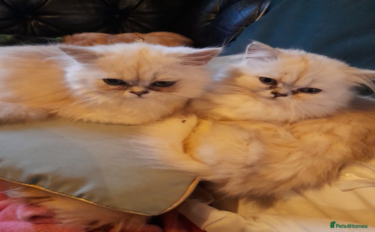Persian cats - Advert 1