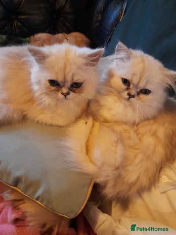 Persian cats - Advert 1