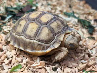 Tortoise reptiles Stunning Sulcata Tortoises for Sale – 8 Months Old - Advert 11