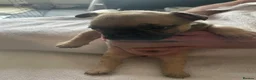French Bulldog dogs for sale: 11 weeks, cage trained 1 Beautiful French Bulldogs - Advert 20