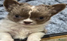 Chihuahua dogs for sale: Tiny long haired chihuahua boy for sale . 💙 - Image 2