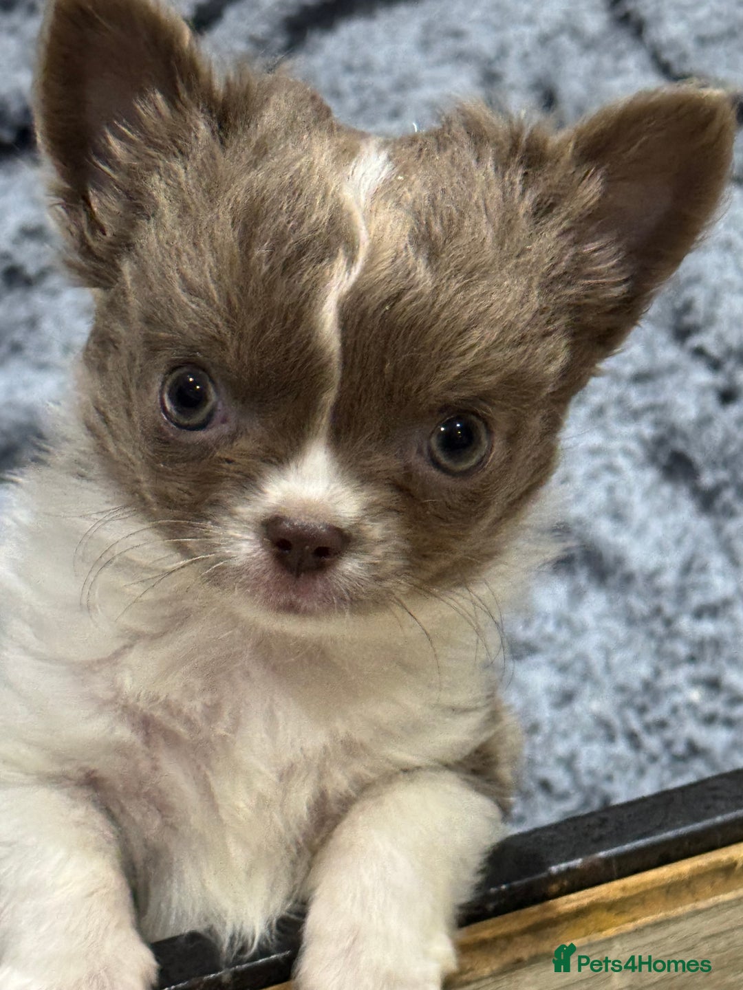 Chihuahua dogs for sale: Tiny long haired chihuahua boy for sale . 💙 - Image 2