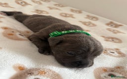 Staffordshire Bull Terrier dogs for sale: Beautiful puppies staffordshire bull terier 🥰 - Image 7