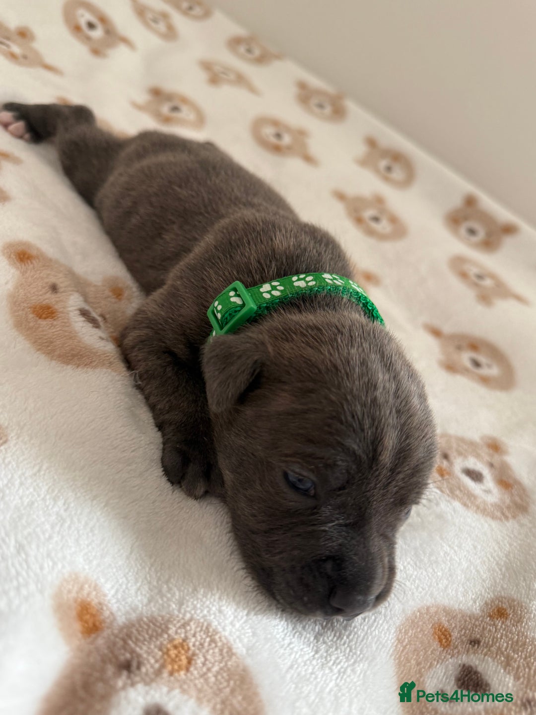 Staffordshire Bull Terrier dogs for sale: Beautiful puppies staffordshire bull terier 🥰 - Image 7