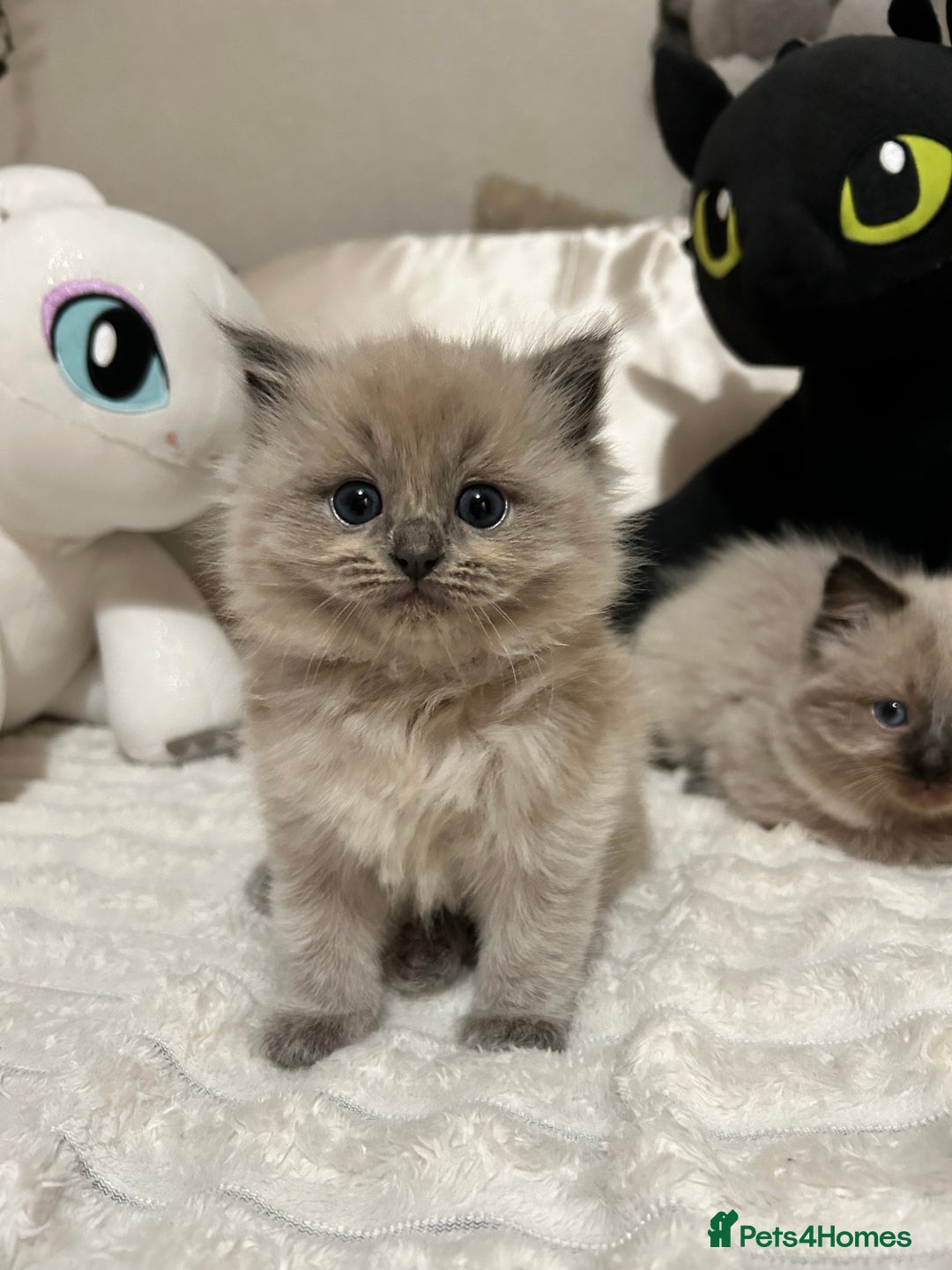 Ragdoll cats for sale: Ragdoll Kittens  - Advert 12