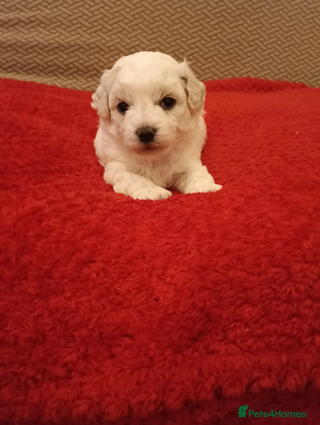 Bichon Frise dogs for sale: Male Bichon Friese  - Advert 4