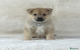 Pomsky dogs for sale: Stunning blue eyes F3 Pomsky puppies for sale  - Image 37