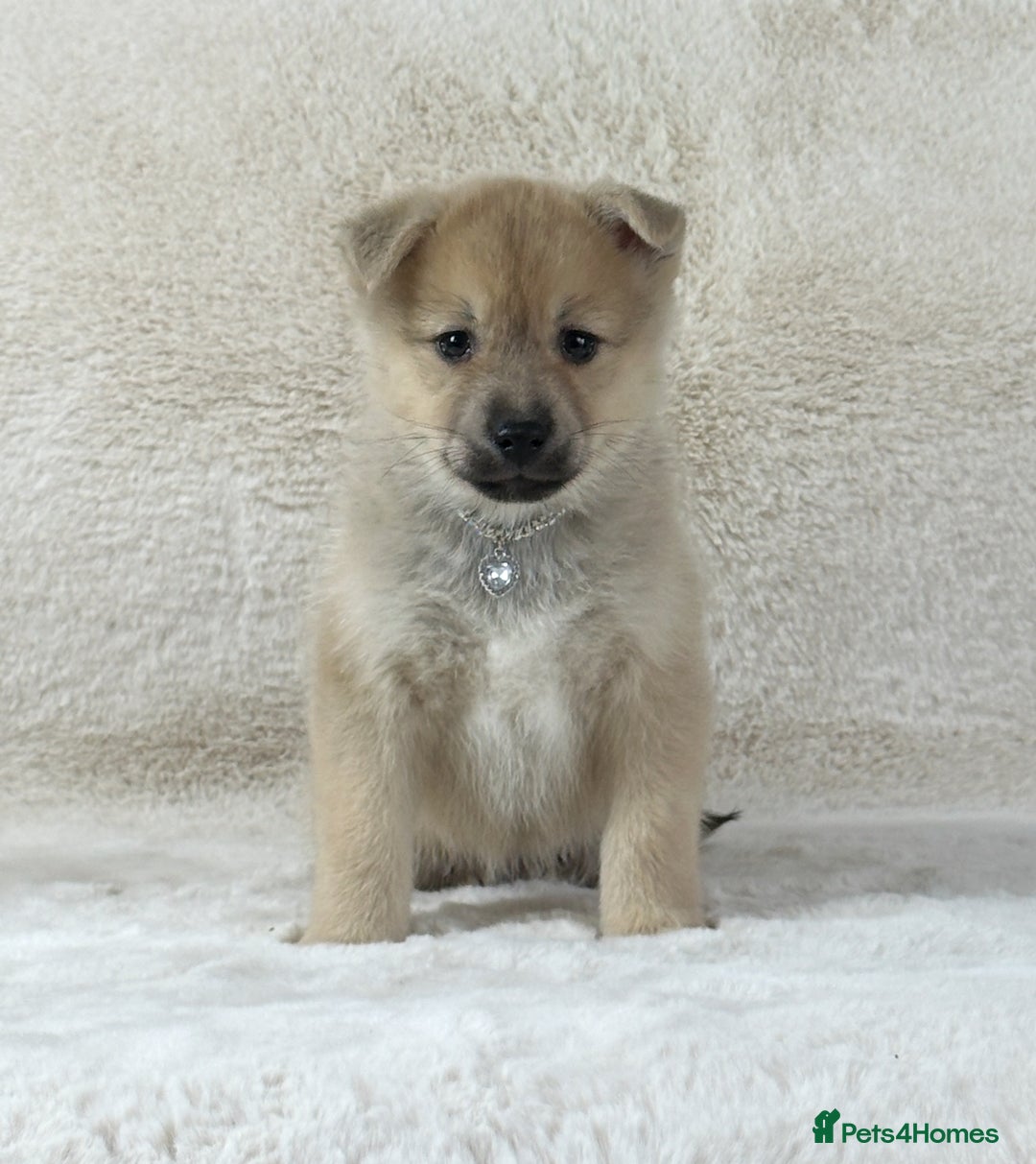 Pomsky dogs for sale: Stunning blue eyes F3 Pomsky puppies for sale  - Image 37