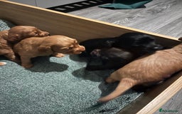 Sprocker dogs for sale: Stunning sprocker spaniel pups  - Image 2