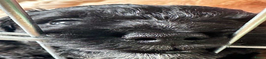 Cockapoo Puppy 4