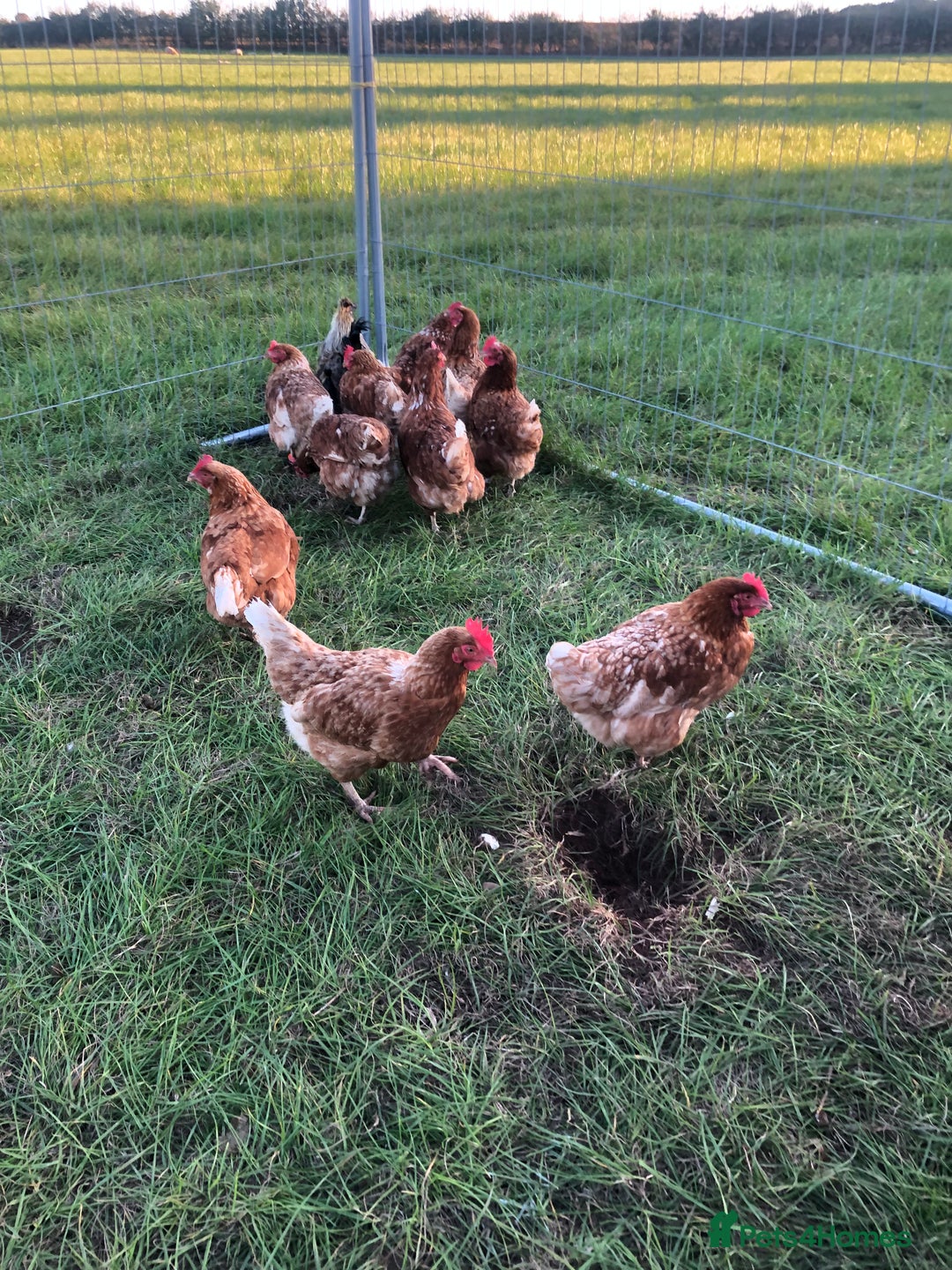 Chickens poultry for sale: LAYING HENS - Image 3