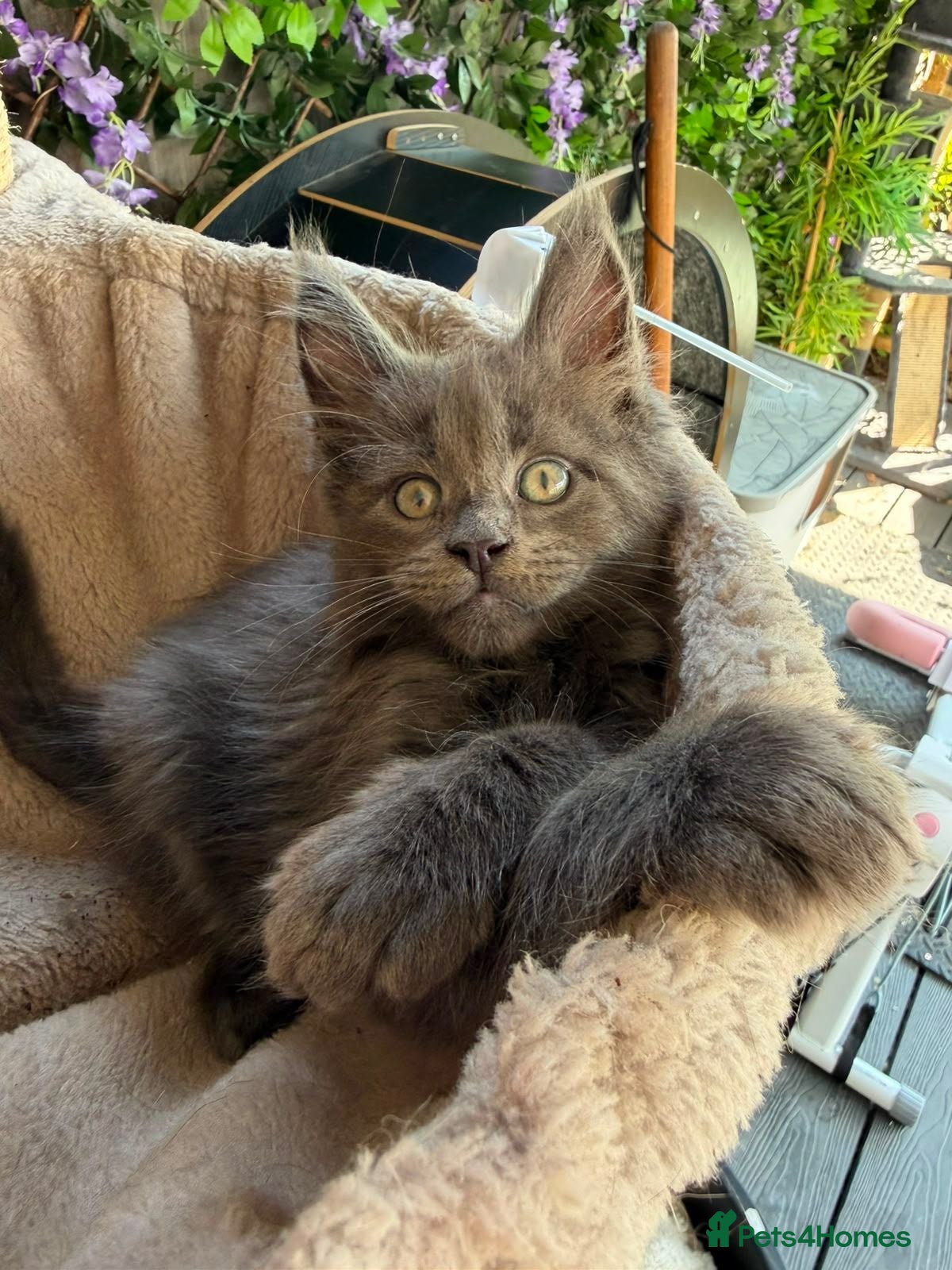 Maine Coon cats Stunning LARGE Maine Coon Kittens – GCCF - Advert 1