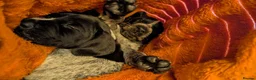German Shorthaired Pointer dogs for sale: German Shorthaired Pointer - Advert 18