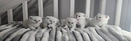 Scottish Fold cats for sale: Scottish fold/straight kittens - Advert 23