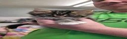 Mixed Breed cats for sale: 6 beautiful baby kittens/ mum x bengal - Advert 11