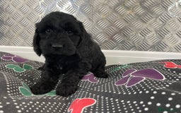 Cockapoo dogs for sale: F1 Cockapoo puppies for sale  - Image 28