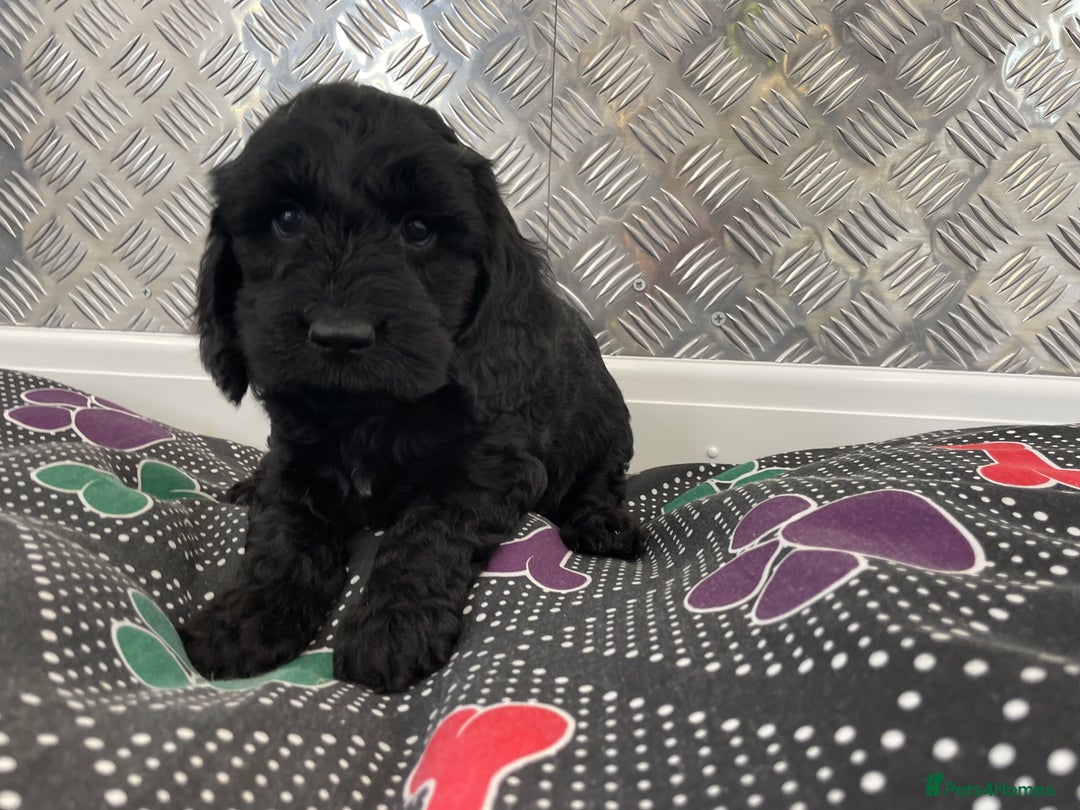 Cockapoo dogs for sale: F1 Cockapoo puppies for sale  - Image 28