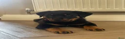 Rottweiler dogs for sale: Half Serbian Half German Rottweiler - Advert 3