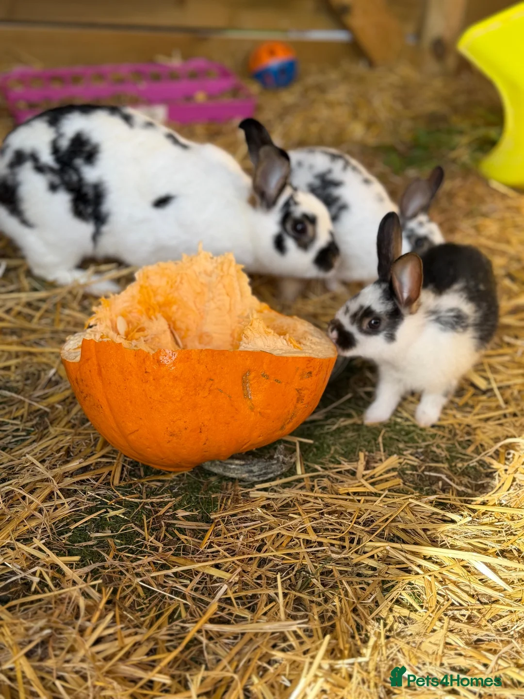 Mixed Breed rabbits for sale: Bunnies for sale in Fareham - Advert 2