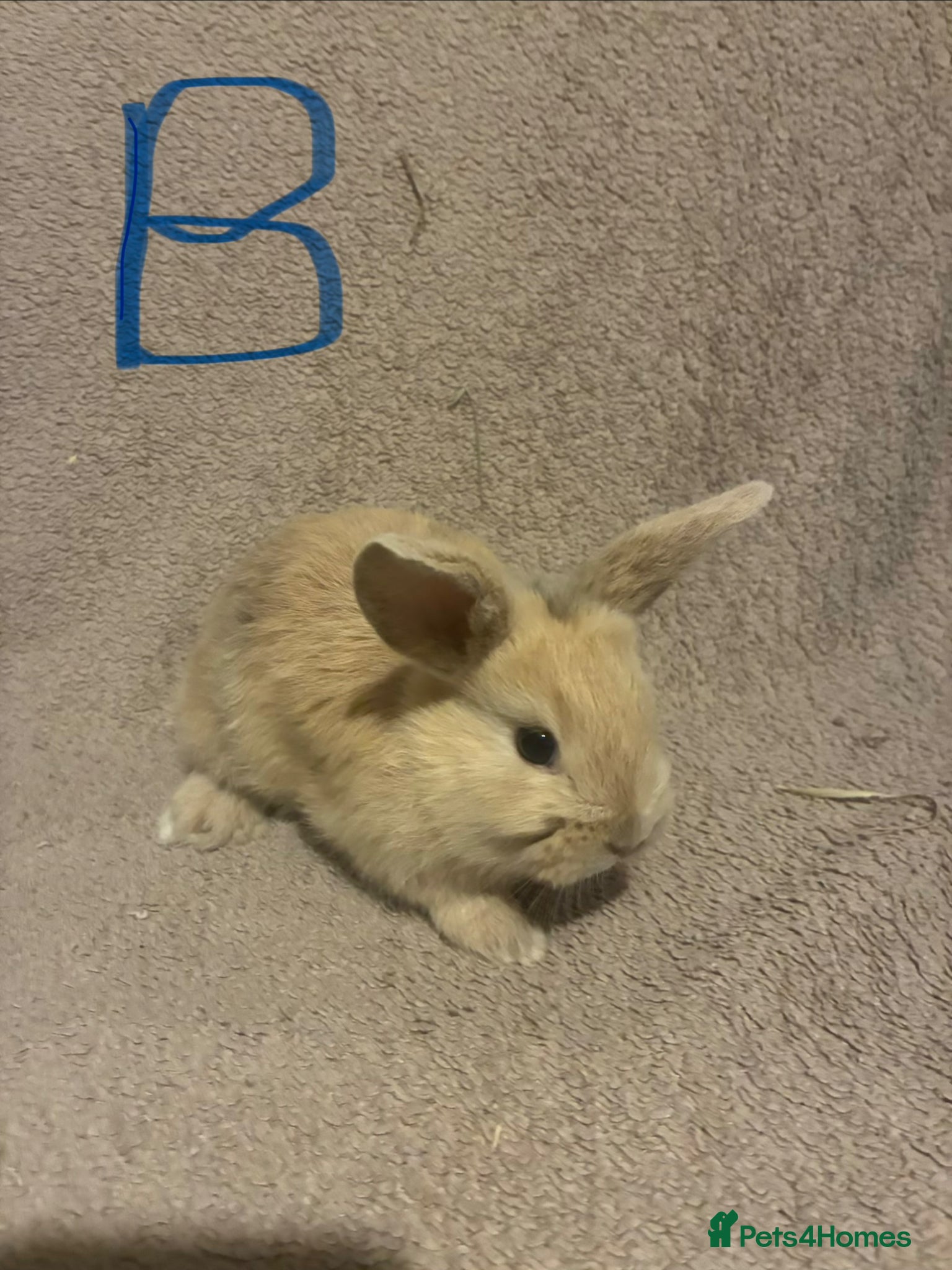 Mini Lop rabbits Purebred mini lops  - Advert 9