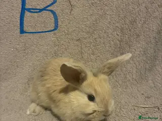 Mini Lop rabbits Purebred mini lops - Advert 9