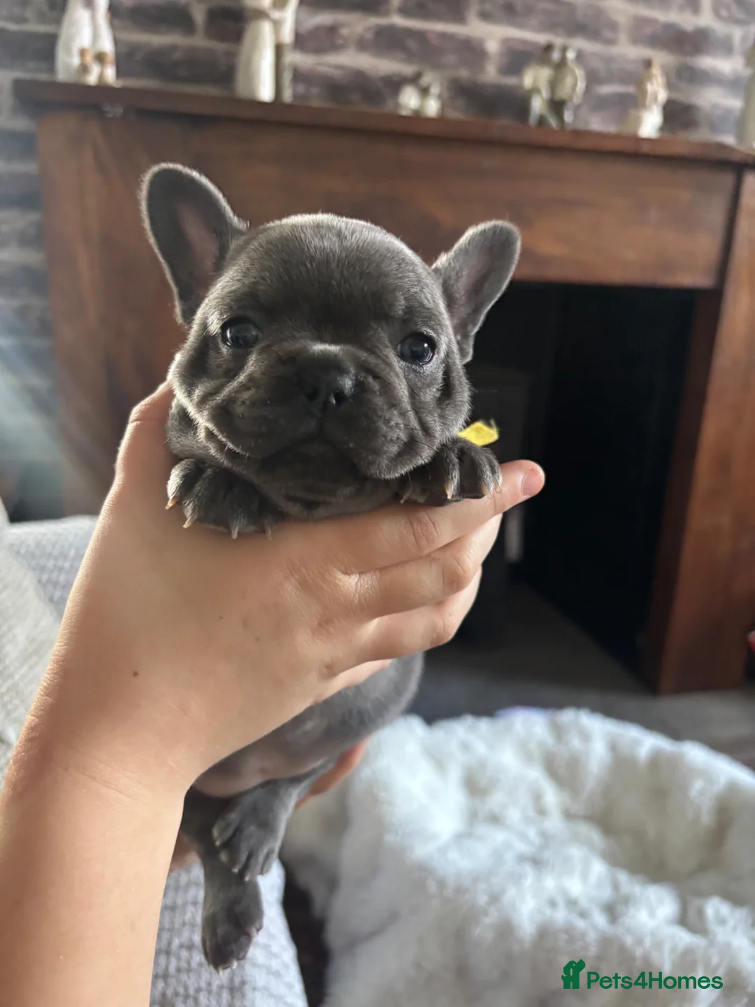 French Bulldog dogs for sale: Beautiful French bulldog pups - Advert 1