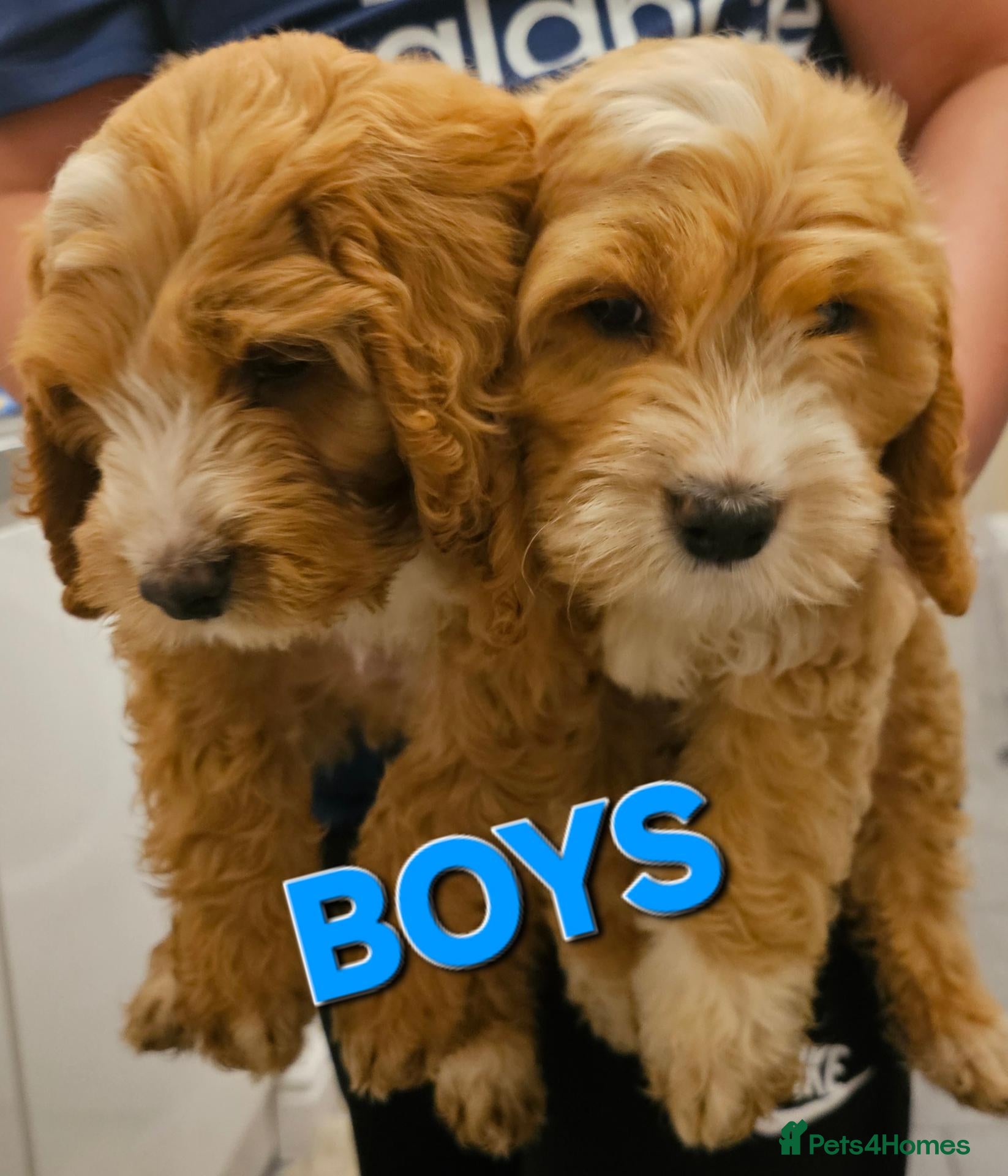 Cockapoo dogs for sale: Litter of Cocapoo puppies - Advert 13