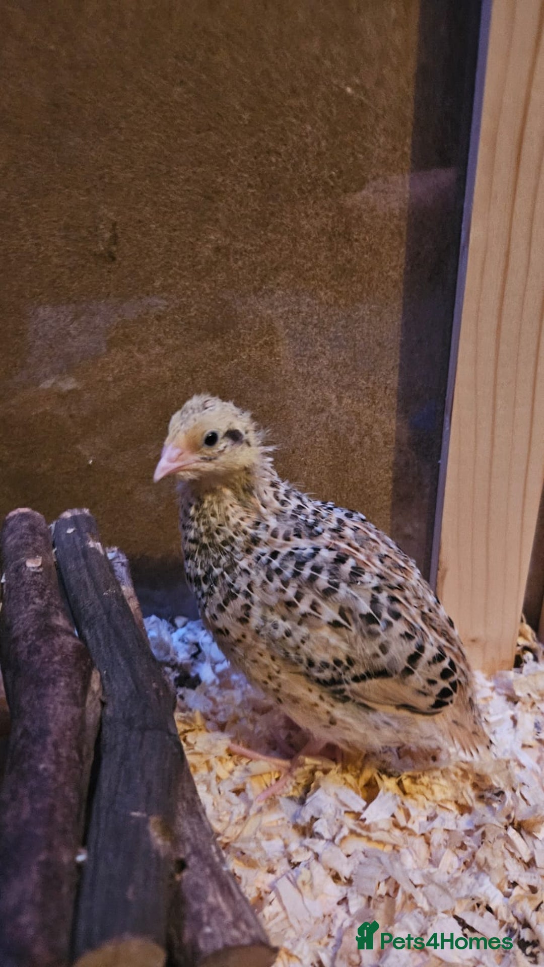 Quail poultry for sale: Beautiful coturnix quail chicks - Advert 16
