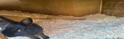 Mixed Breed rabbits for sale: Two gorgeous bonded boy rabbits for sale - Advert 11