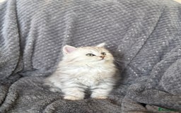 British Longhair cats for sale: Stunning fluffy Maine coon x british longhair  - Image 16