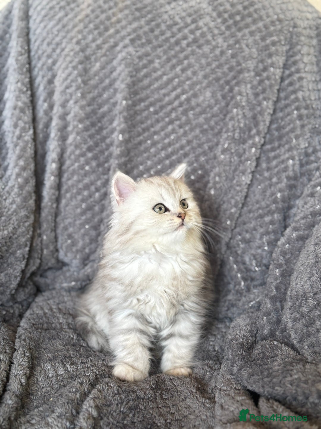 British Longhair cats for sale: Stunning fluffy Maine coon x british longhair  - Image 16