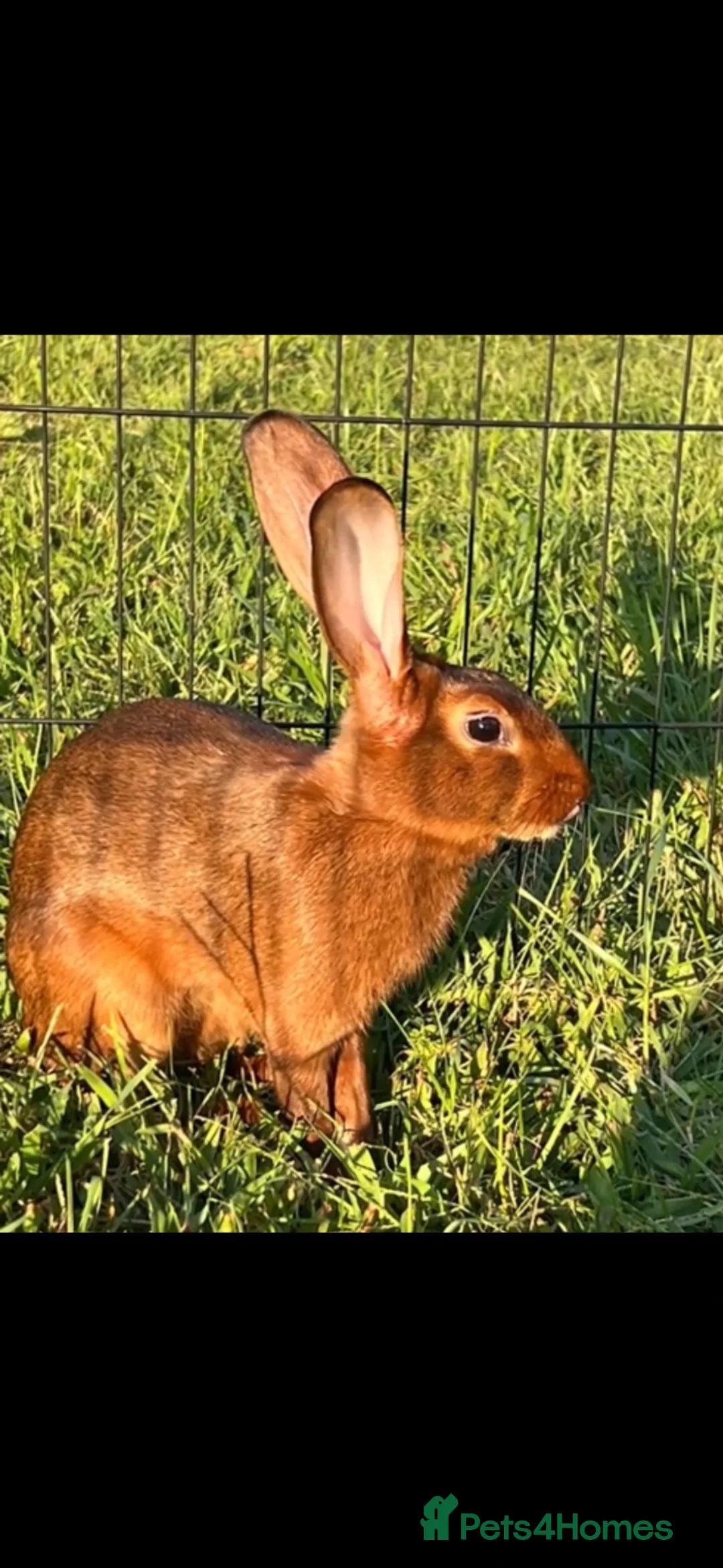 Belgian Hares rabbits for sale: Belgian hare buck  - Advert 2