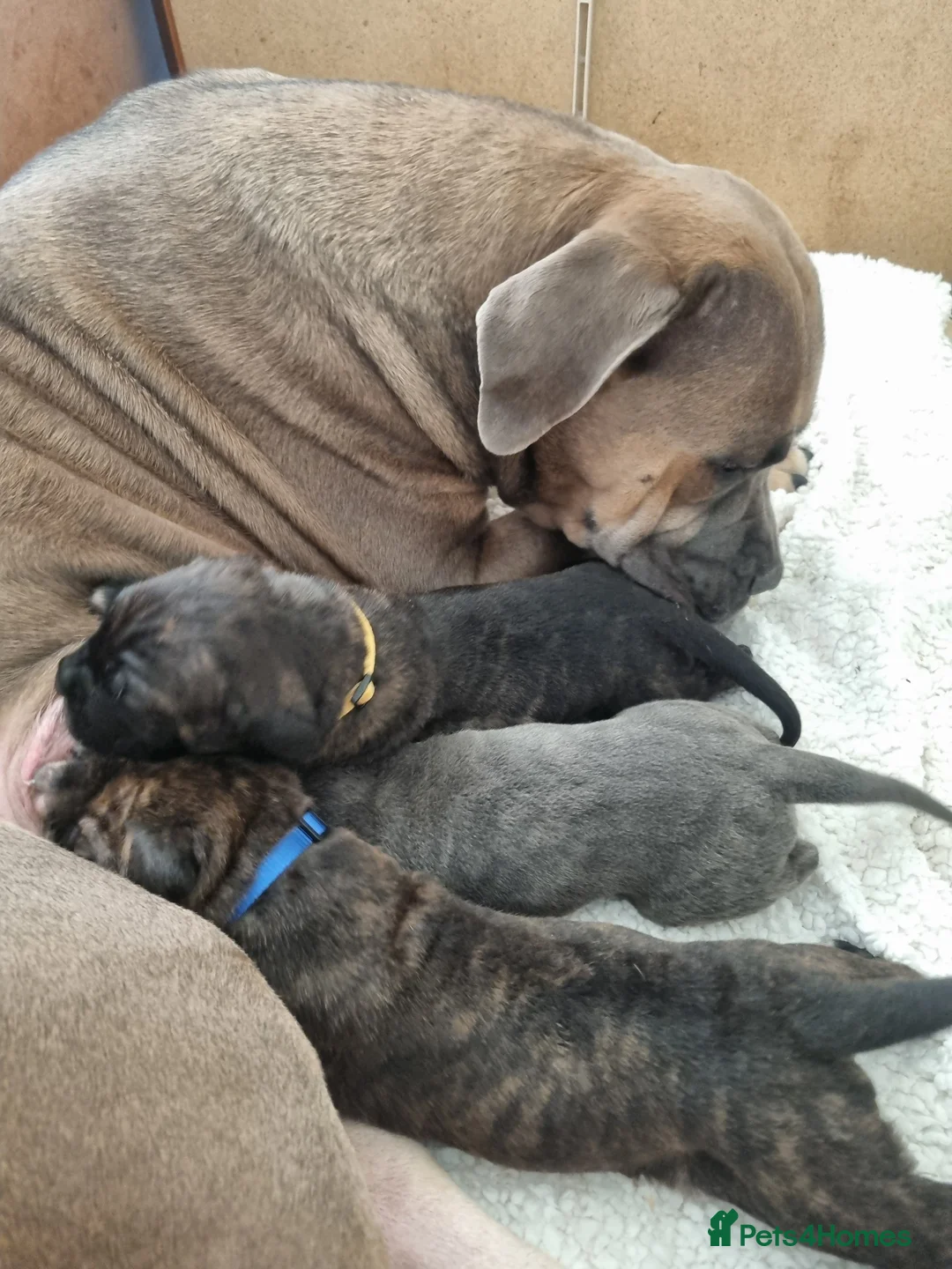 Cane Corso dogs for sale: ITALIAN CANE CORSO  - Advert 17