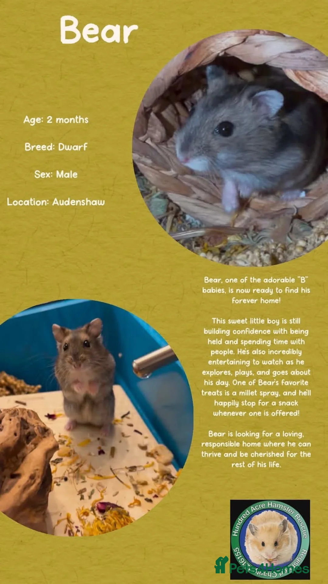Hamster rodents for sale: Hamsters for adoption  - Advert 19