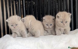British Shorthair cats for sale:  Absolutely Beautiful BSH Champion Line kittens  - Image 7