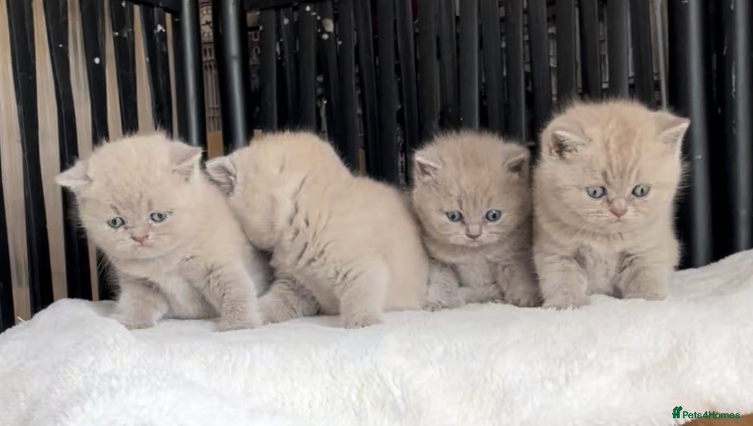 British Shorthair cats for sale:  Absolutely Beautiful BSH Champion Line kittens  - Image 7